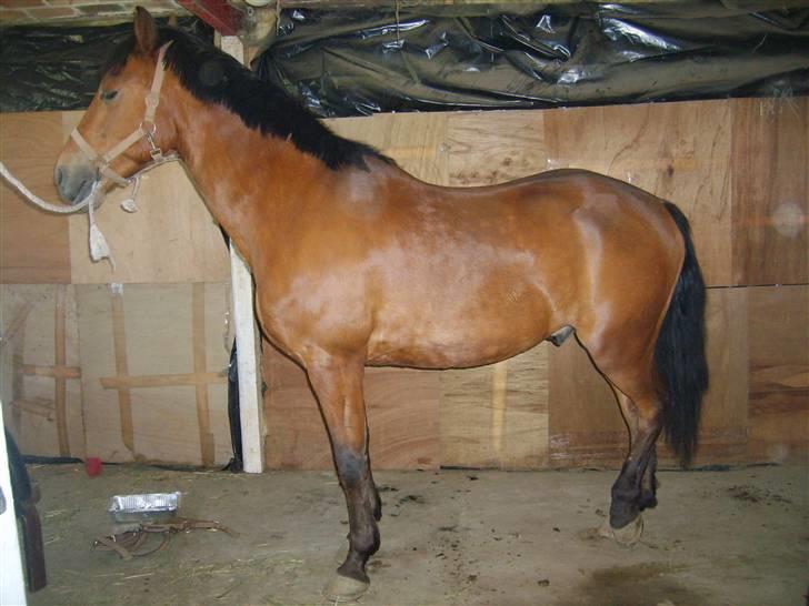 New Forest Krumme billede 17