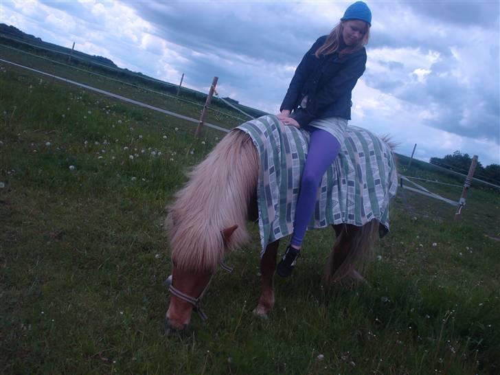 Islænder Freydi - Hygge på folden hun er meget rolig. billede 11