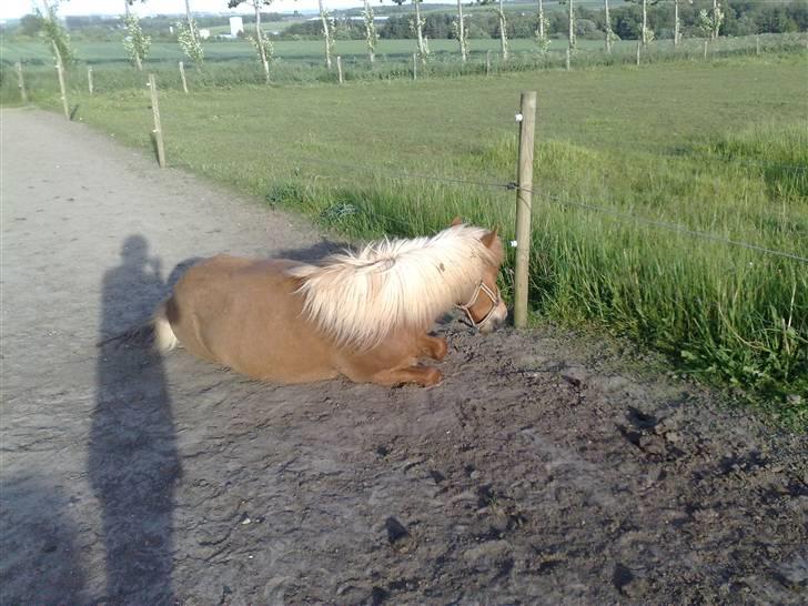 Islænder Freydi billede 12