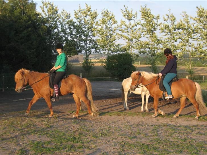 Islænder Freydi billede 13
