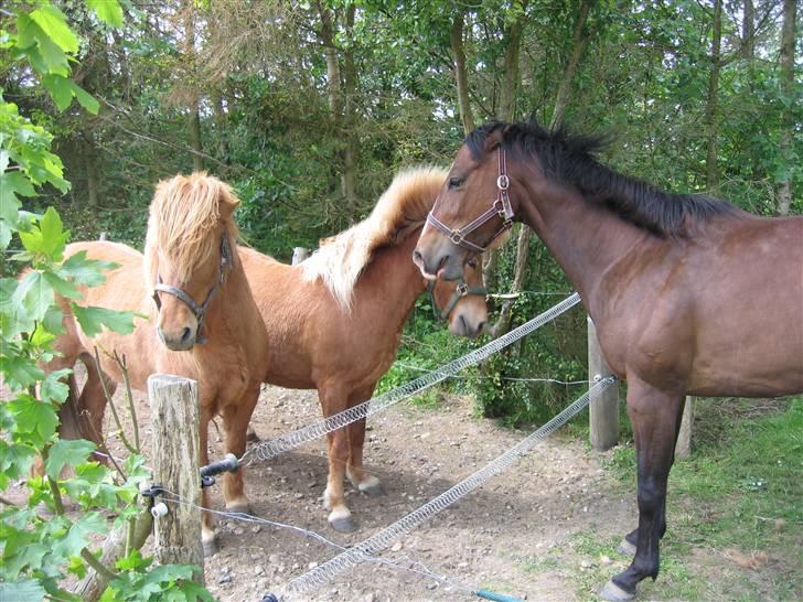 Islænder Freydi billede 14