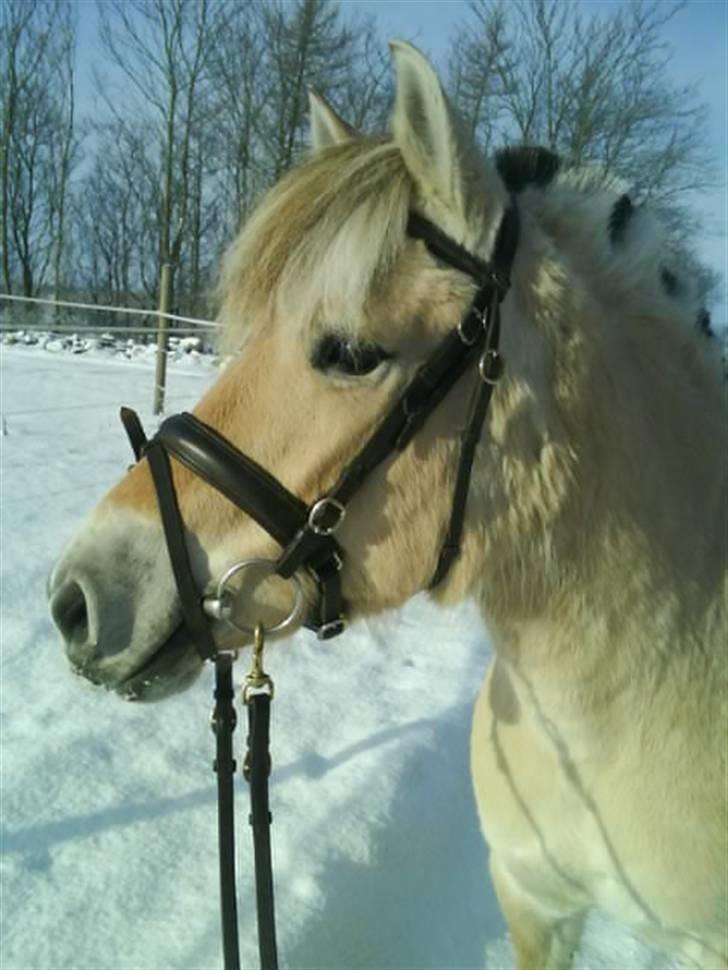 Fjordhest Freja (Smukke) Solgt! billede 19