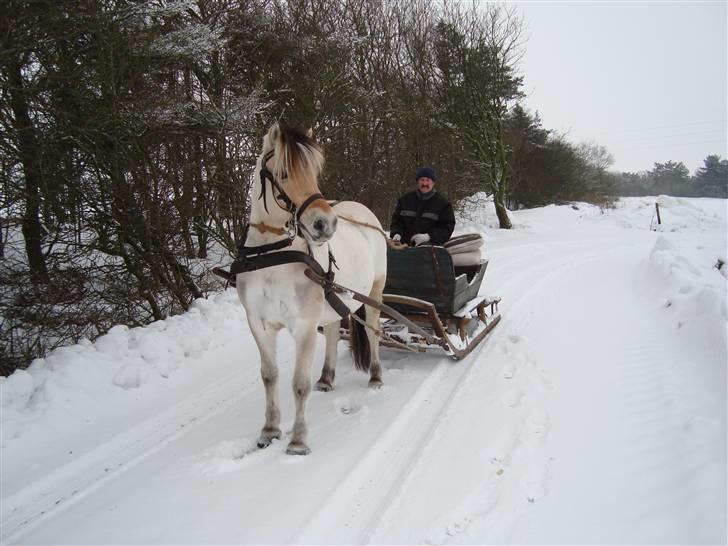 Fjordhest marster - her har master fået øje på  nogle rådyr på marken ved siden af :0) billede 4