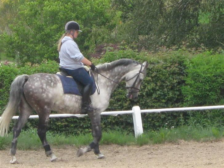 Dansk Varmblod Calida-Em - Dressur. billede 15