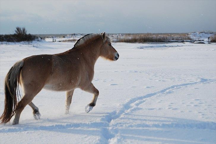 Fjordhest Klithusets Musse  - 1. December 2010 billede 13