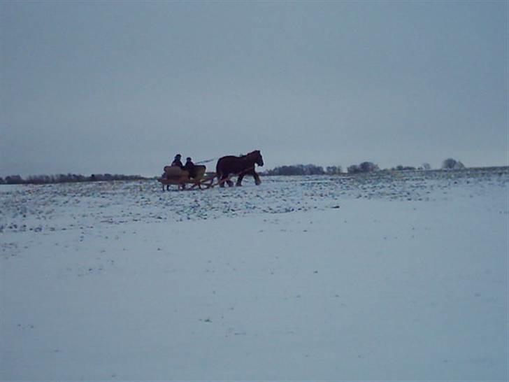 Jyde Knold - 31/1-10 billede 17