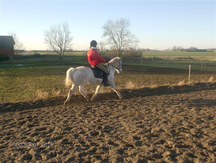 Welsh Pony (sec B) Lyngvejens Ravalla - Dagen før jeg skulle af med hende . billede 16