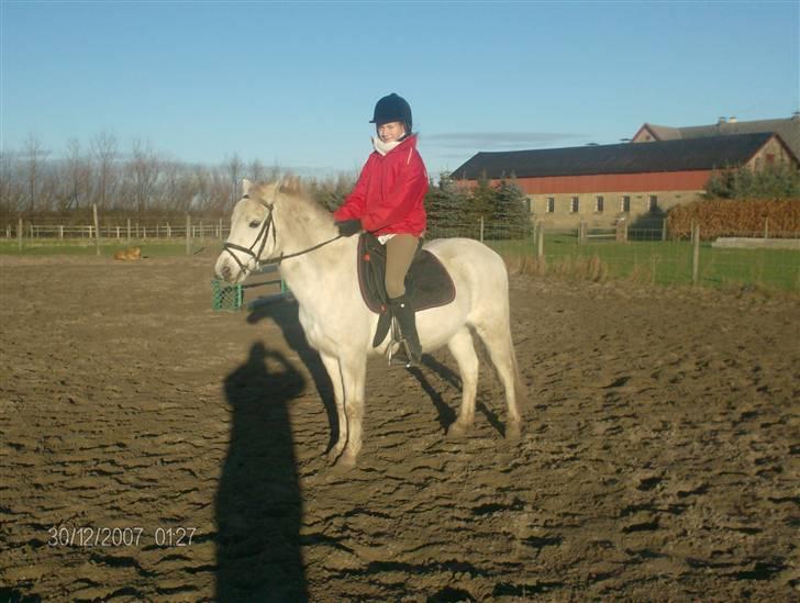 Welsh Pony (sec B) Lyngvejens Ravalla - - billede 17