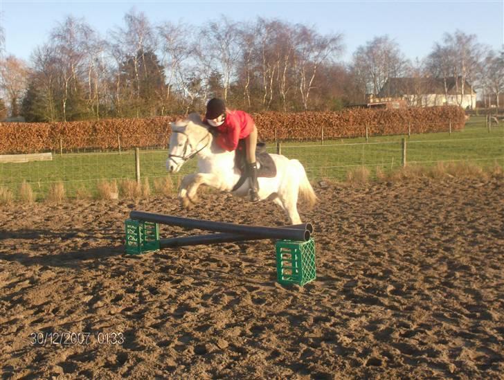 Welsh Pony (sec B) Lyngvejens Ravalla - - billede 18