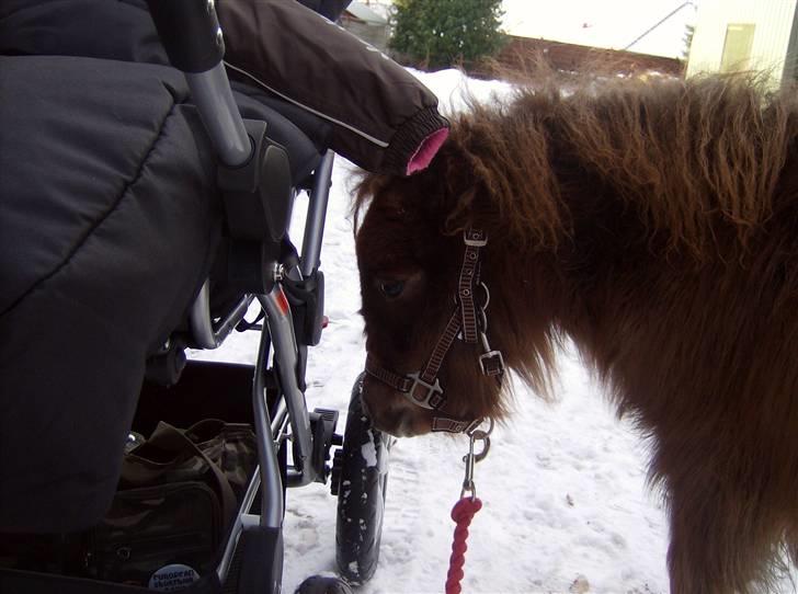 Shetlænder Tallulah - Taget d. 31. januar 2010, dagen jeg fik hende hjem billede 11