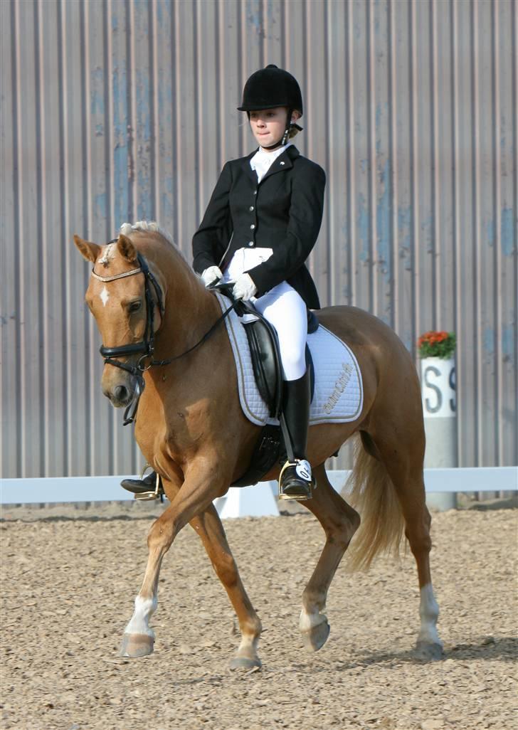 Palomino Golden Catch Me (Solgt) - Smækre pony <3 billede 20