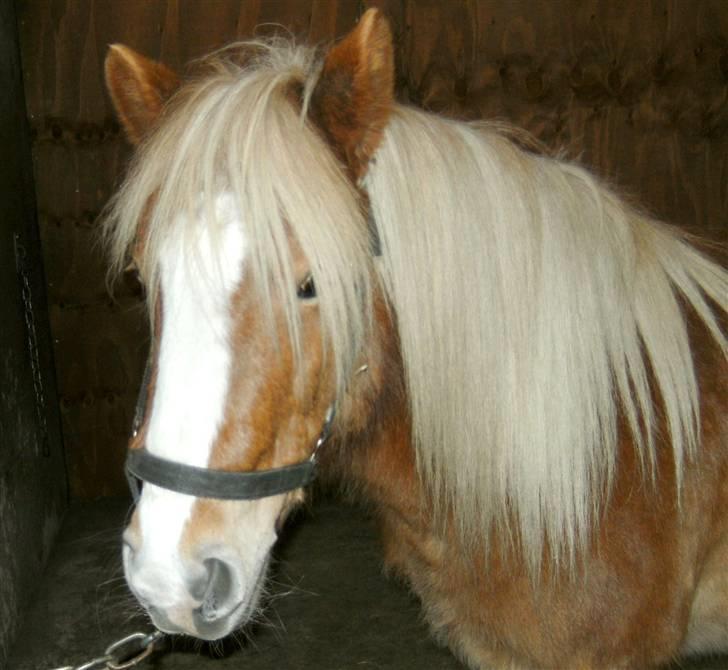 Anden særlig race Fie Gamle part:´) - billed: Camilla billede 7