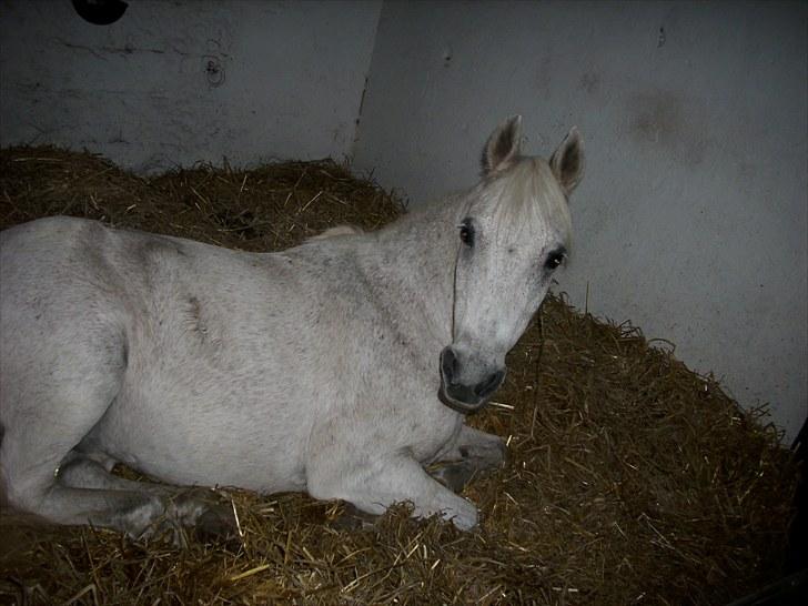 Anden særlig race Lukas <333 R.I.P billede 10