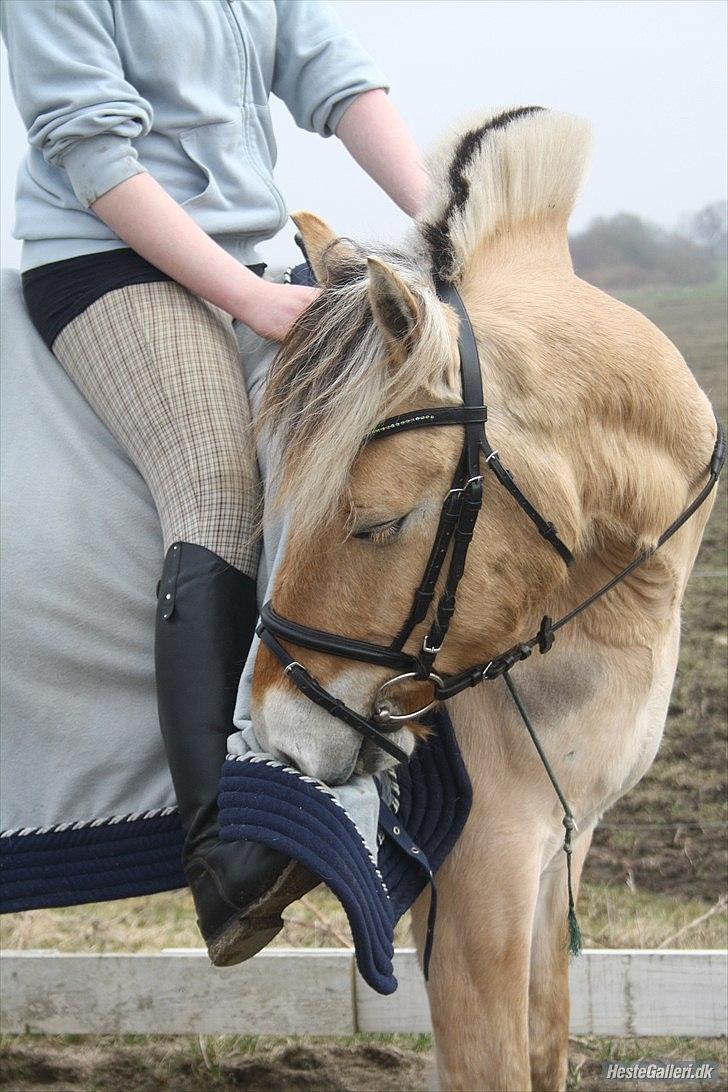 Fjordhest Schelhases Asterix billede 1