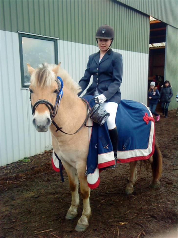 Fjordhest Schelhases Asterix billede 2