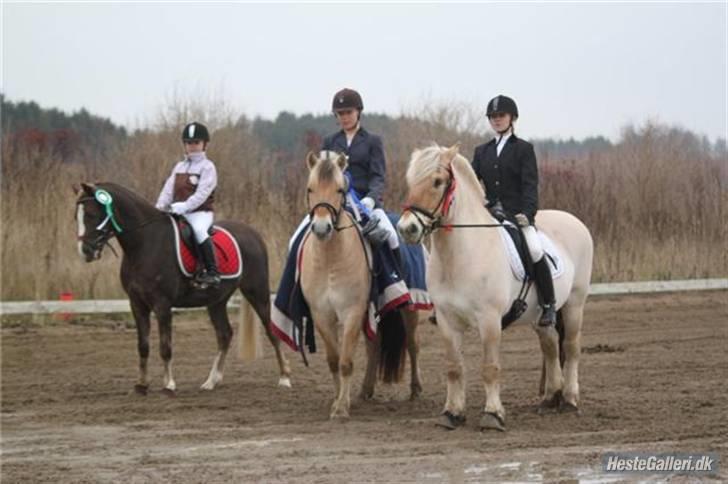 Fjordhest Schelhases Asterix billede 4