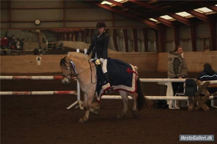 Fjordhest Schelhases Asterix billede 6