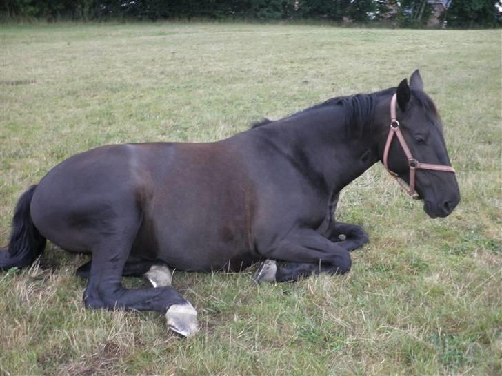 Oldenborg Sorte billede 2