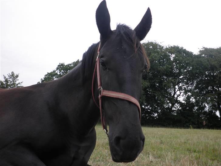 Oldenborg Sorte billede 3