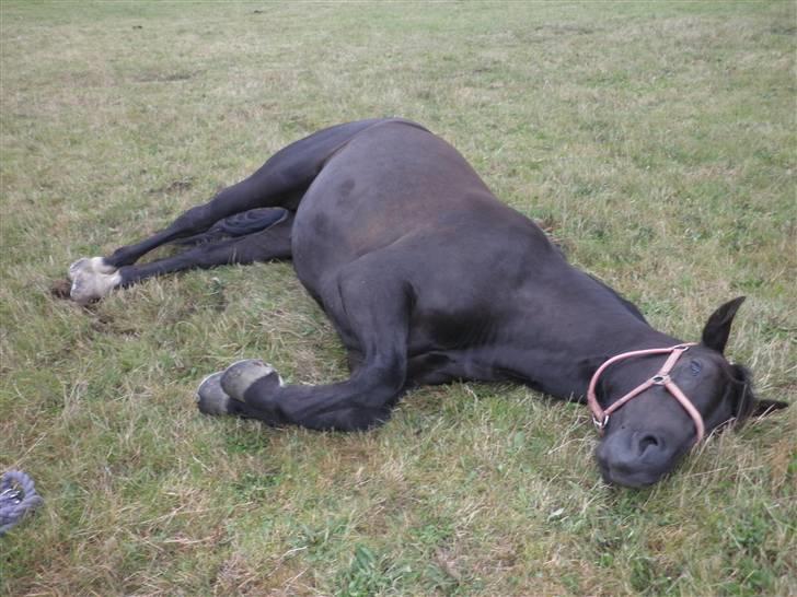 Oldenborg Sorte billede 4