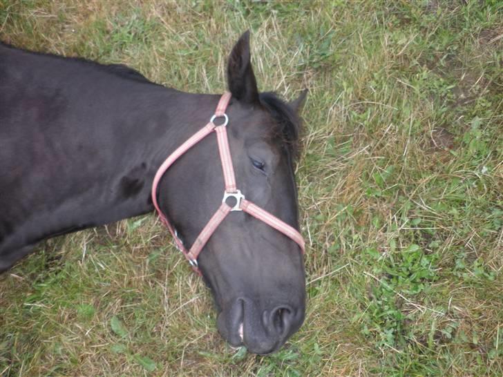 Oldenborg Sorte billede 5