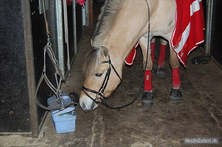 Fjordhest Schelhases Asterix billede 8