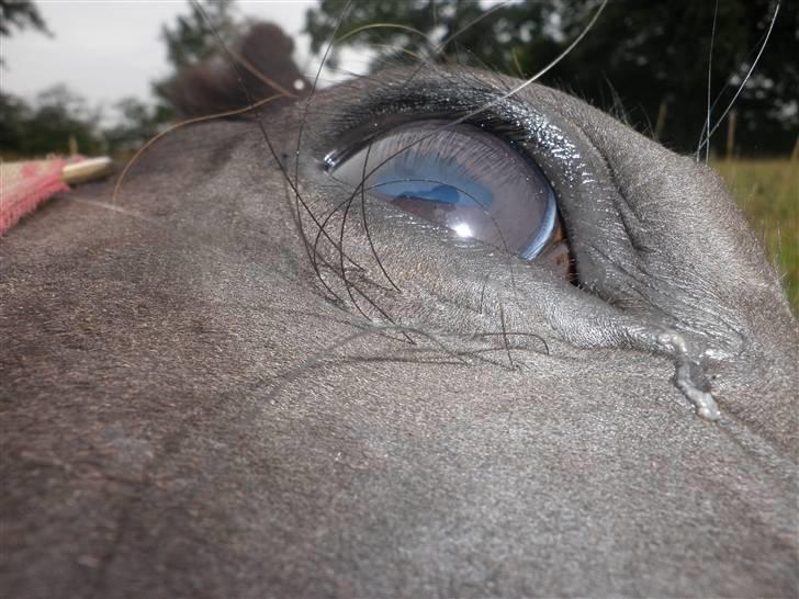 Oldenborg Sorte billede 6