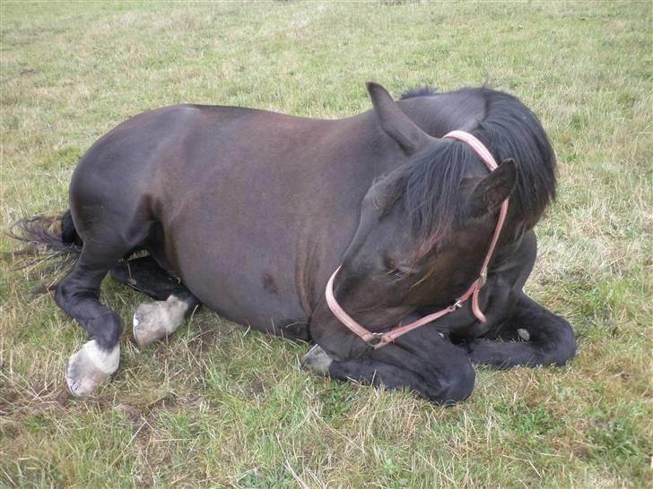 Oldenborg Sorte billede 7