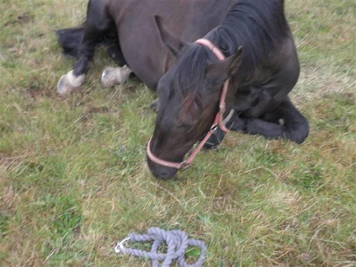 Oldenborg Sorte billede 8