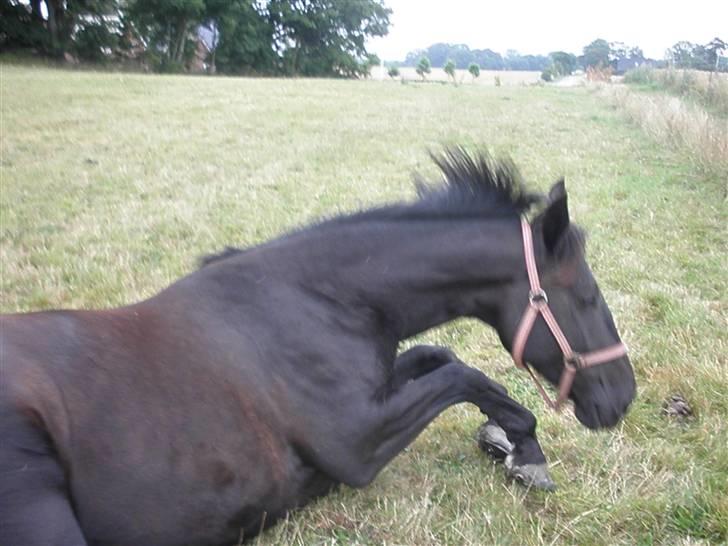 Oldenborg Sorte billede 9