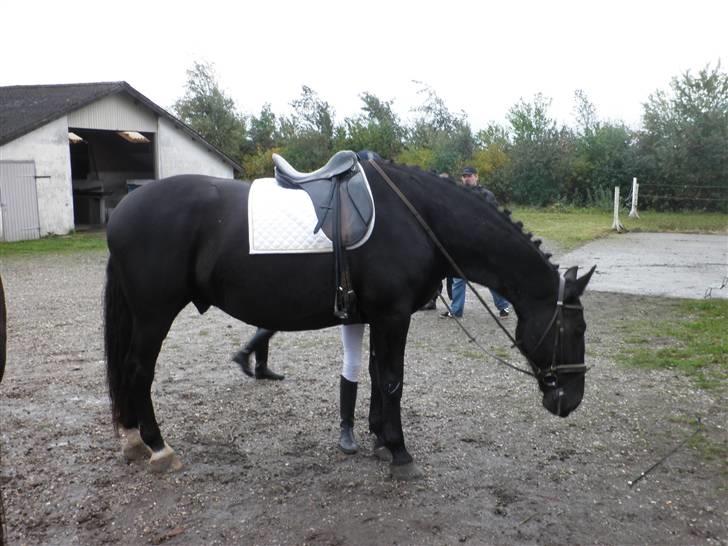 Oldenborg Sorte billede 11