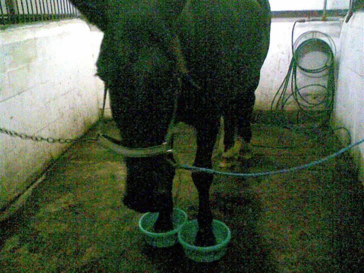 Oldenborg Sorte billede 12