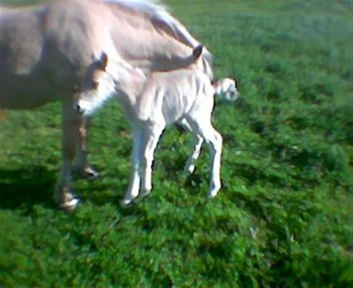 Fjordhest Schelhases Asterix - Lille asterix som følle bølle billede 9