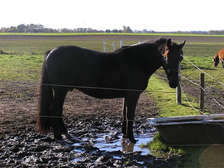 Oldenborg Sorte billede 18