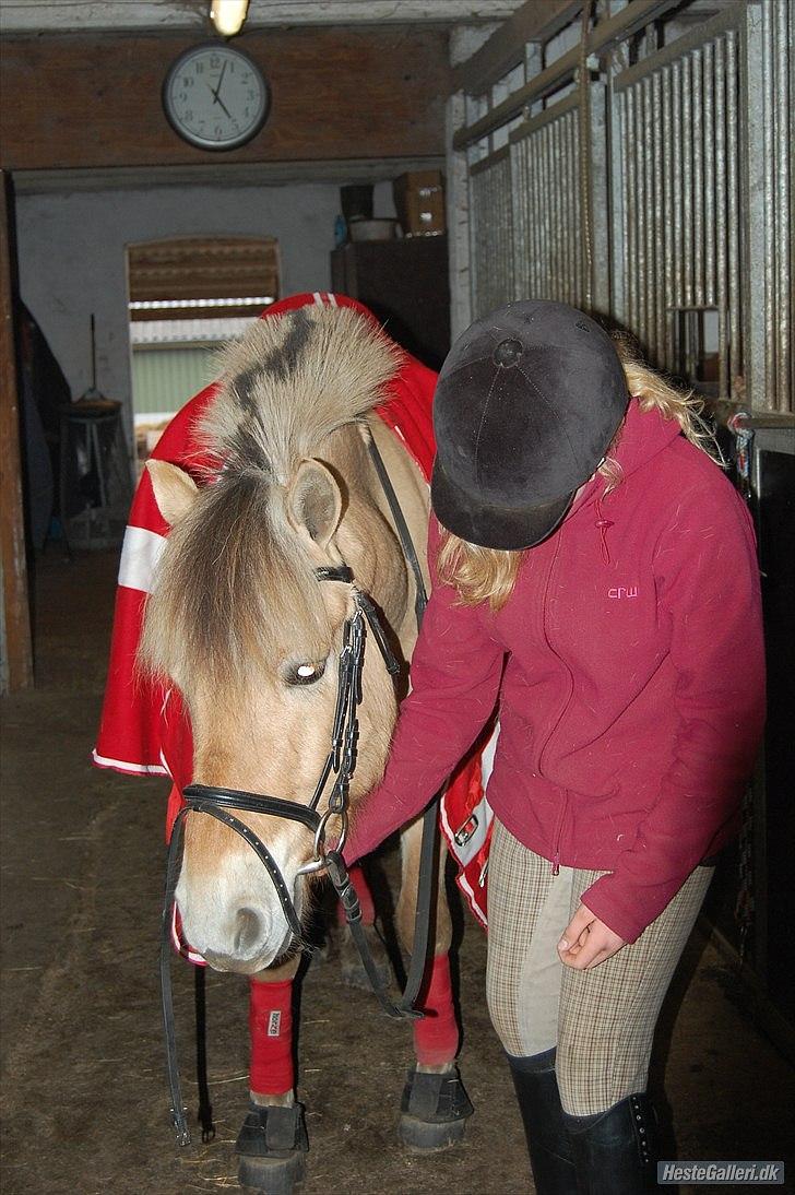 Fjordhest Schelhases Asterix billede 10