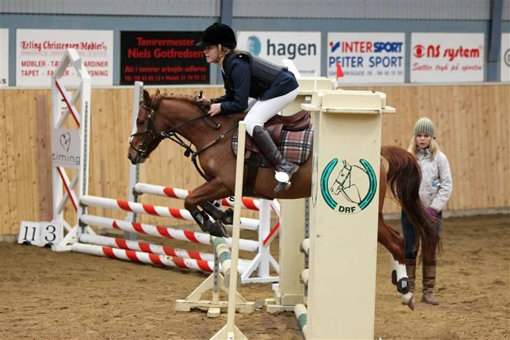 Anden særlig race Cindy H - Fra stævnet i frederikshavn (billede købt af sipo-foto) billede 15