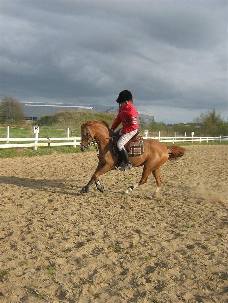 Anden særlig race Cindy H - det bliver hårdt at komme til en tom boks!:´( billede 16
