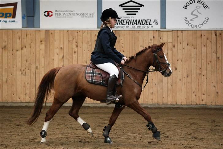 Anden særlig race Cindy H - Mig og magic i frederikshavn (billede købt af sipo-foto) billede 18