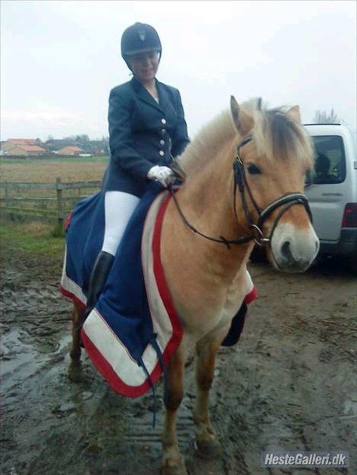 Fjordhest Schelhases Asterix billede 12