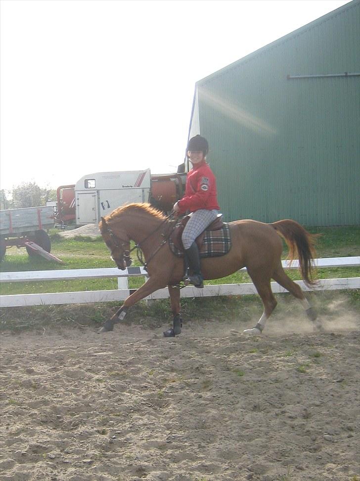 Anden særlig race Cindy H - galop der hjemme.<3 billede 20