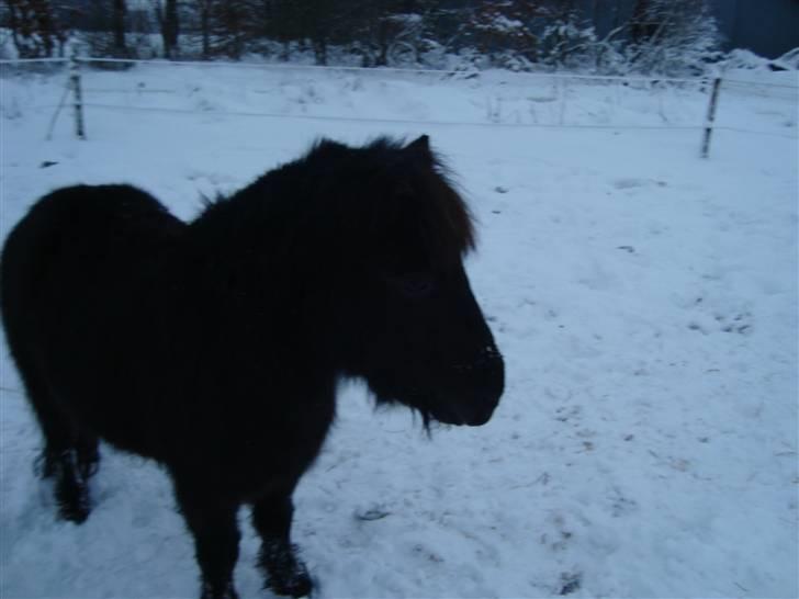 Miniature Krumme *Prinsen* - Vinteren 09/10 billede 12