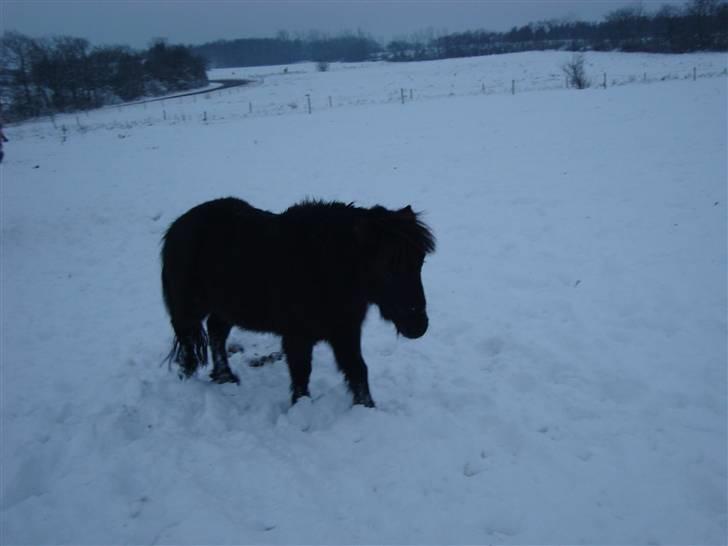 Miniature Krumme *Prinsen* - Vinteren 09/10 billede 13