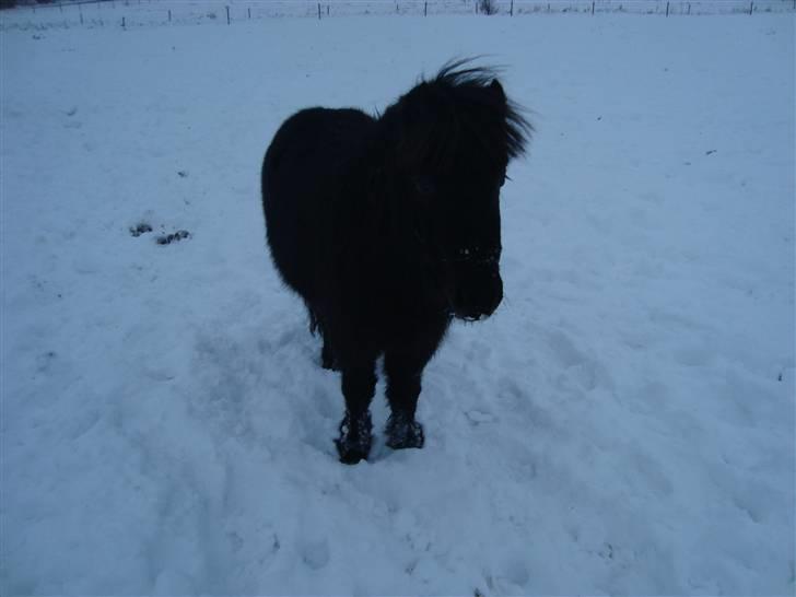 Miniature Krumme *Prinsen* - Vinteren 09/10 billede 14