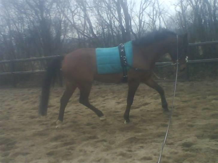 DSP Fontaine | Tidl. Låne (: - 27 marts 2010 (; har ca. haft ham 3 mdr... billede 10