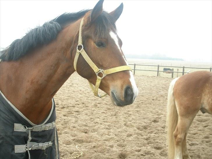 DSP Fontaine | Tidl. Låne (: billede 11