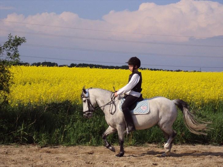 Anden særlig race Askepot  billede 14