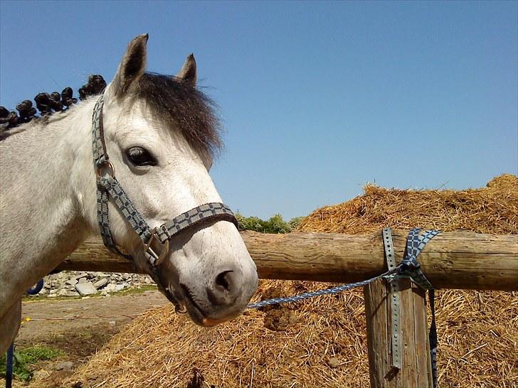 Anden særlig race Askepot  billede 15