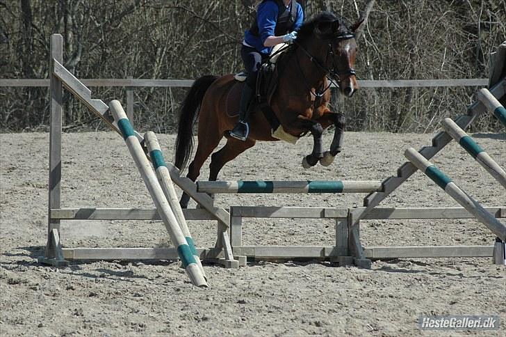Hollandsk Sportspony lady solgt - første udendørsspringning :D mester fotografen: Michala Flensborg;* billede 7