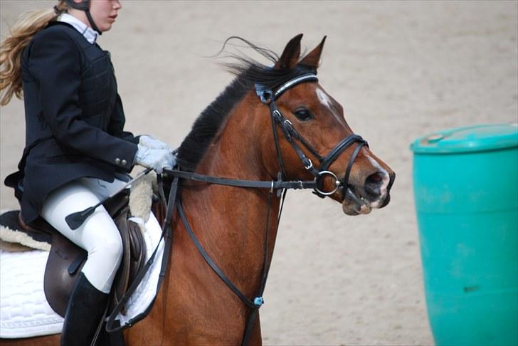 Hollandsk Sportspony lady solgt - hidsig pony :D billede 8