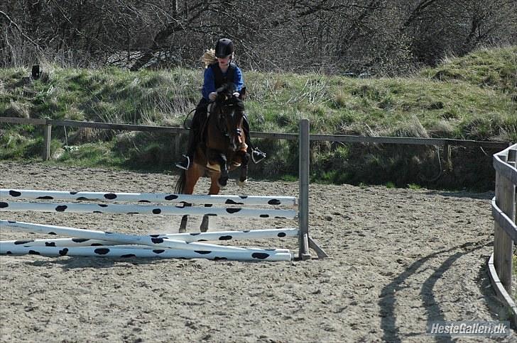 Hollandsk Sportspony lady solgt - første udendørsspringning :D mester fotografen: Michala Flensborg;* billede 9
